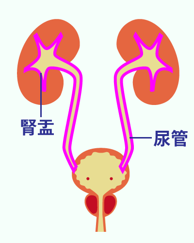 腎臓と尿管