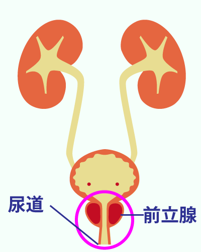 前立腺と尿道